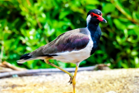 Desde Colombo/Negombo: Excursión de un día para observar aves en MuthurajawelaRecogida y regreso al hotel en Colombo