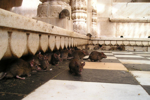 From Bikaner: Rat Temple Tour with Drop-off at Jodhpur Private Transport + Local Guide + Entry Tickets.
