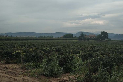 Penedes: Private Wine and Cava Tasting Tour