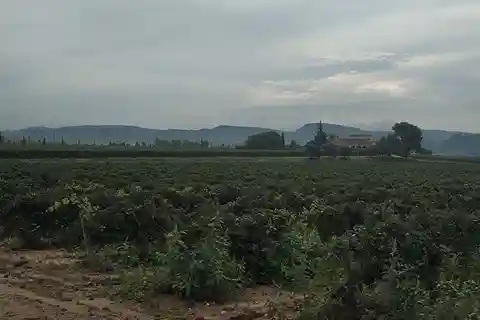 Penedes: Privat vin- og cavasmagningstur