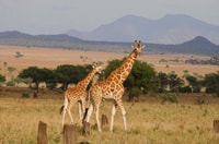 Kampala/Enteebe, parc de la vallée de Kidepo et voyage de 7 jours à Karamoja - Hizvo