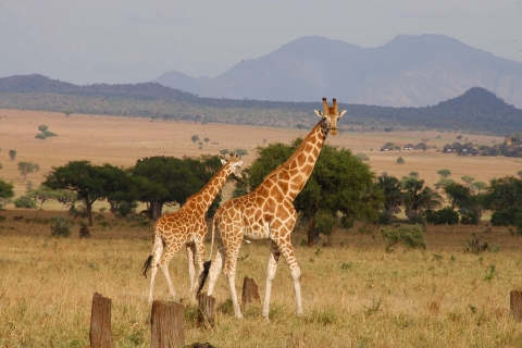 Kampala/Enteebe: Park Doliny Kidepo i 7-dniowa wycieczka do KaramojiEkonomiczne safari do doliny Kidepo i regionu Karamoja