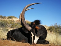Kampala/Enteebe, parc de la vallée de Kidepo et voyage de 7 jours à Karamoja - Hizvo