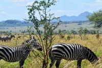 Kampala/Enteebe, parc de la vallée de Kidepo et voyage de 7 jours à Karamoja - Hizvo