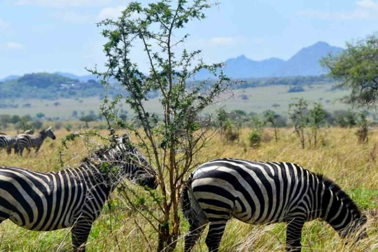 Kampala/Enteebe: Park Doliny Kidepo i 7-dniowa wycieczka do KaramojiEkonomiczne safari do doliny Kidepo i regionu Karamoja