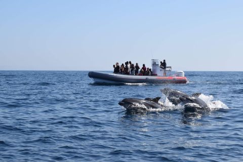 Ab Albufeira: Geführte Bootstour zu den Benagil-Höhlen und Delfinen
