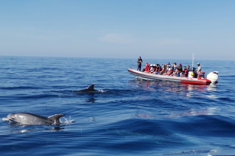Benagil: Wycieczka łodzią z przewodnikiem po jaskiniach i delfinach