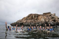 Lima: nadando com leões marinhos selvagens nas Ilhas Palomino