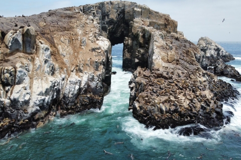 Callao: zwemmen met zeeleeuwen Boottocht Palomino-eilanden