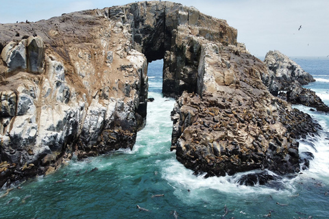 Callao: Swimming with Sea Lions Palomino Islands Boat Tour