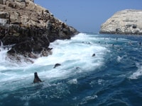Callao, natation avec les îles de Sea Lions Palomino Islands Tour en bateau - Housity