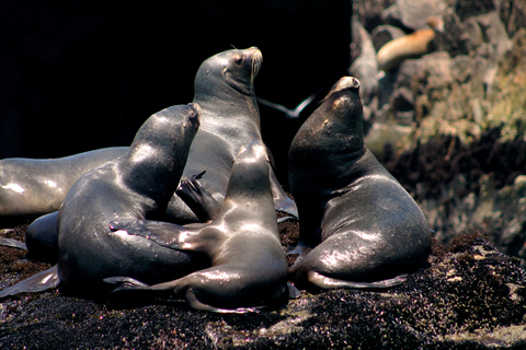 Callao: Swimming with Sea Lions Palomino Islands Boat Tour