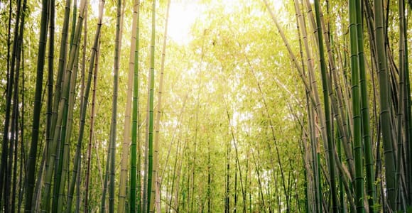 Kyoto: Tagesausflug nach Arashiyama mit Zug, Boot und Onsen
