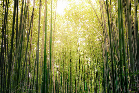 Kyoto: Arashiyama Day Tour with Train, Boat, and Onsen