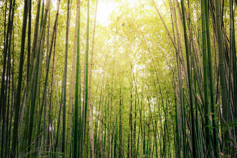 Kyoto: Arashiyama Day Tour with Train, Boat, and Onsen