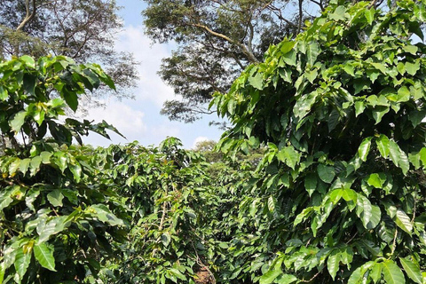 Nairobi: Half day Coffee Farm tour with a local guide