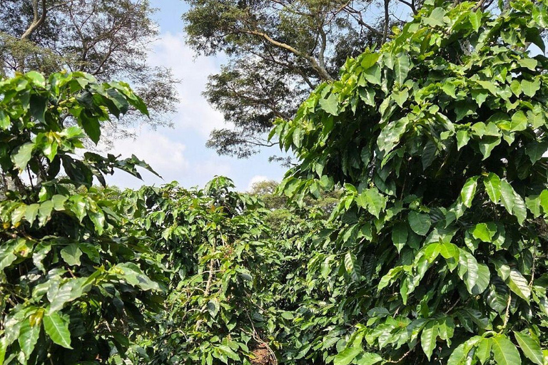 Nairobi: Half day Coffee Farm tour with a local guide