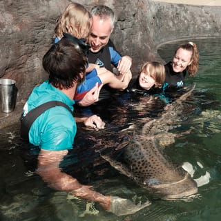 New South Wales: Zebra Shark Encounter
