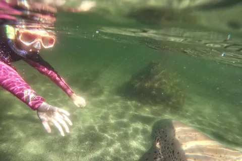 Anna Bay: Irukandji Entry med snorkling med zebrahaj
