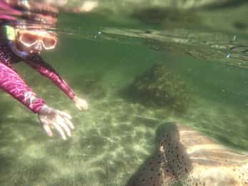 Anna Bay: Irukandji Entry with Zebra Shark Snorkel