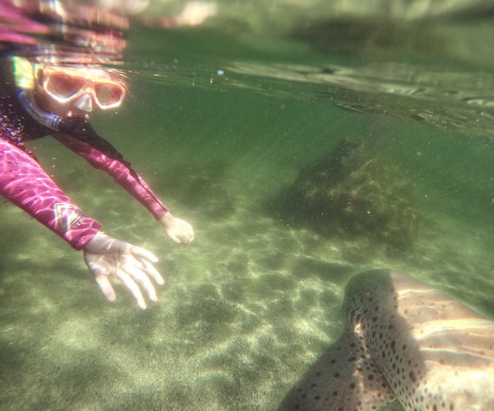 Irukandji Entry Pass & Zebra Shark Snorkel (6+)
