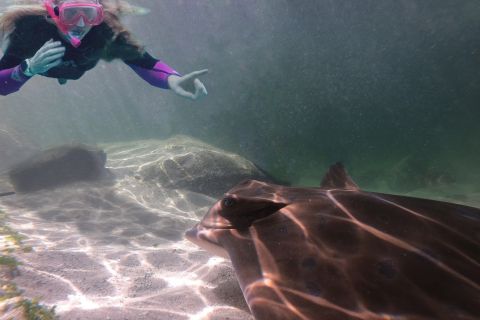 Anna Bay: Irukandji Aquarium Entry & Snorkel with Stingrays