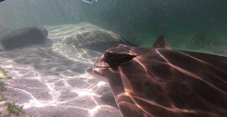 Anna Bay Irukandji Aquarium Entry & Snorkel with Stingrays