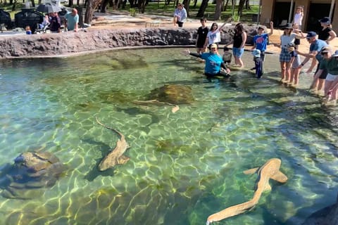 Anna Bay: Irukandji Entry and Shallow Water Shark Encounter