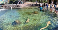 Anna Bay, Irukandji Entry and Shallow Water Shark Encounter - Housity