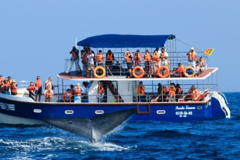 Desde Mirissa: tour privado de avistamiento de ballenas con puesta de solBucle privado de avistamiento de ballenas con puesta de sol