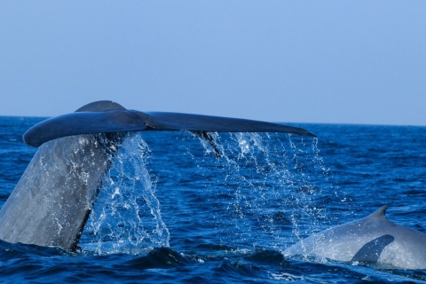 Van Mirissa: privérondleiding om walvissen te spotten met zonsondergangPrivé lus om walvissen te spotten met zonsondergang