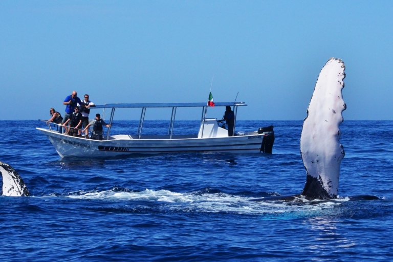 Od Mirissa: Prywatna wycieczka z obserwacją wielorybów o zachodzie słońcaPrywatna pętla do obserwacji wielorybów o zachodzie słońca
