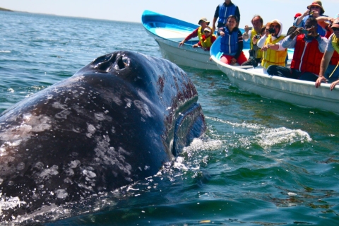 De Mirissa: visite privée d'observation des baleines avec coucher de soleilBoucle privée d'observation des baleines avec coucher de soleil