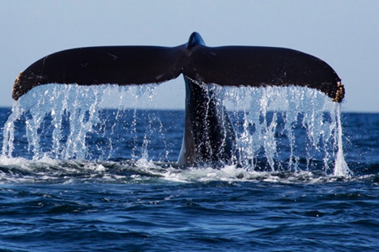Van Mirissa: privérondleiding om walvissen te spotten met zonsondergangPrivé lus om walvissen te spotten met zonsondergang