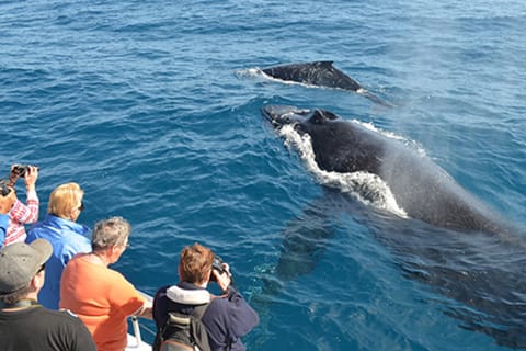 From Mirissa: Private Whale Watching Tour With Sunset