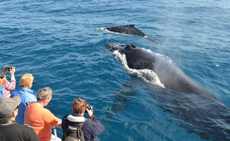 From Mirissa: Private Whale Watching Tour With Sunset