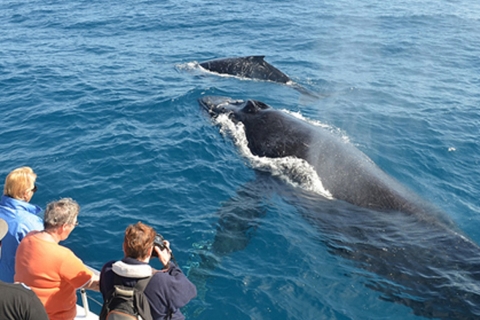 De Mirissa: visite privée d'observation des baleines avec coucher de soleilBoucle privée d'observation des baleines avec coucher de soleil