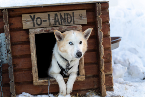 From Tromsø: Fun and Easy Dog Sledding Adventure Dogsledding Tour - 8:10 AM