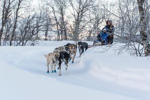 From Tromsø: Fun and Easy Dog Sledding AdventureDogsledding Tour - 10:00 AM