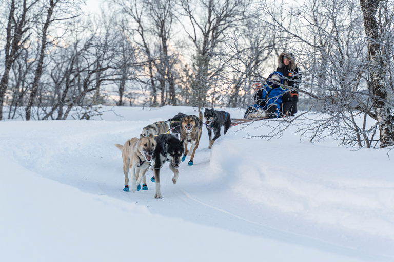 De Tromsø: Aventura divertida e fácil de trenó puxado por cãesPasseio de Trenó com Cães - 10h