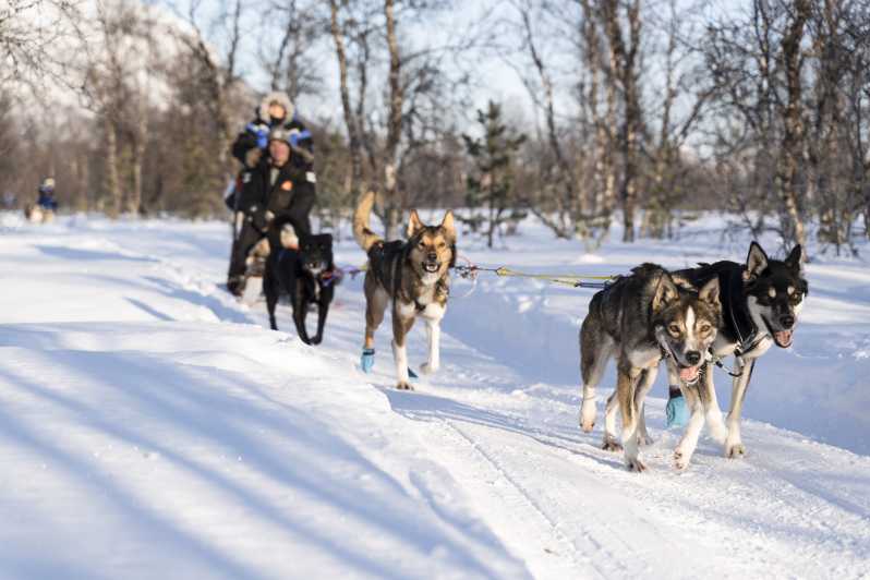De Tromsø: aventura divertida e fácil em trenós puxados por cães