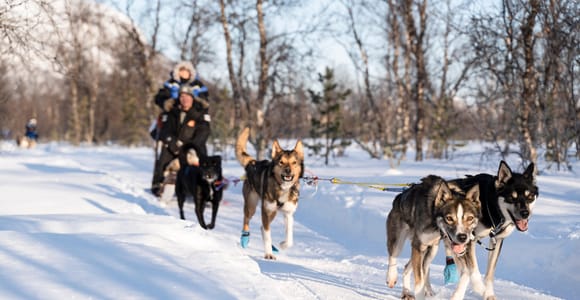 From Tromsø: Fun and Easy Dog Sledding Adventure