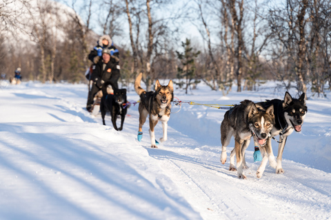 Desde Tromsø: Divertida y fácil aventura en trineo tirado por perrosExcursión en trineo tirado por perros - 10:00 AM