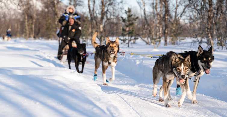 Breivikedet Fun and Easy Dogsledding Adventure