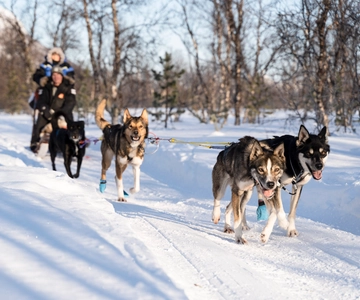 From Tromsø: Fun and Easy Dog Sledding Adventure