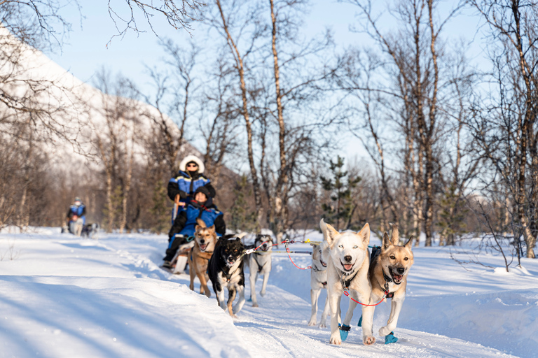 Da Tromsø: Divertente e facile avventura in slitta trainata da caniTour in slitta trainata da cani - 10:00