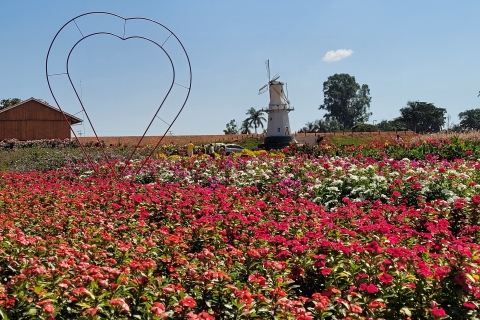 São Paulo: Geführter Tagesausflug zur Holambra Colorful Flower Farm