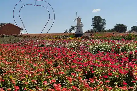 São Paulo: Passeio de um dia com guia para a fazenda de flores coloridas de Holambra