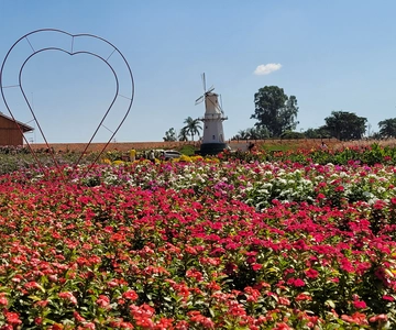 São Paulo: Holambra Colorful Flower Farm Guided Day Trip