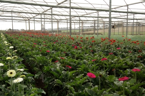 São Paulo: visita guiada de un día a la granja de flores coloridas Holambra